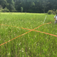 A survey in the field looking at Canby’s dropwort (Oxypolis canbyi).